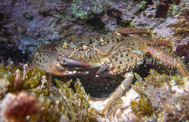 疣状Eriphia, palamos, Cala Fosca